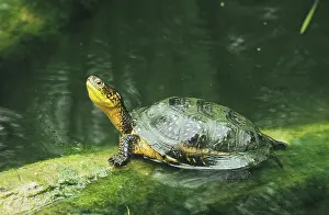 Sunning: Blanding's Turtle (Emydoidea blandingii)
