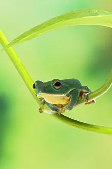Grip: Blanford Tree Frog - gripping plant stem