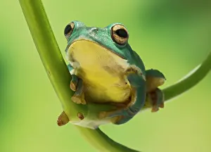 Grip: Blanford Tree Frog - gripping plant stem