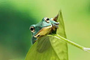 Rhacophorus: Blanford Tree Frog - on leaf