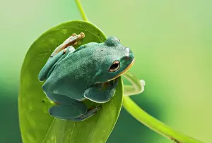 Rhacophorus: Blanford Tree Frog - on leaf