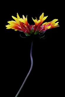 Gaillardia: Blanket flower