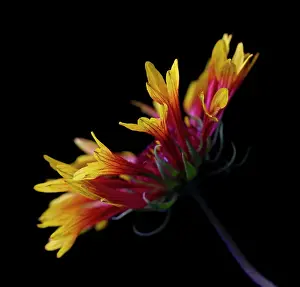 Gaillardia: Blanket flower