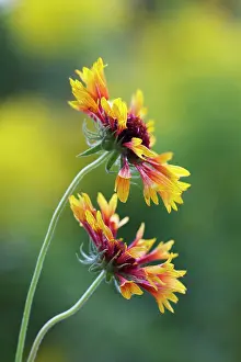 Gaillardia: Blanket flower