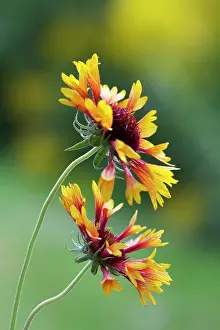 Gaillardia: Blanket flower