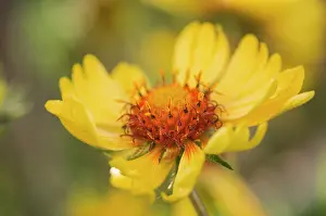 Gaillardia: Blanket flower