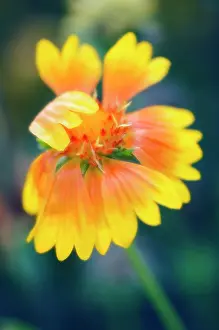 Comedy: Blanket flower