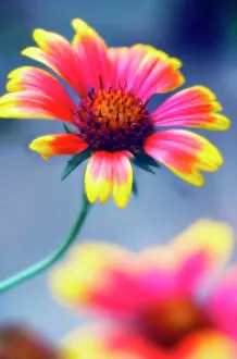 Toned: Blanket flower