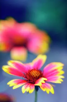 Gaillardia: Blanket flower