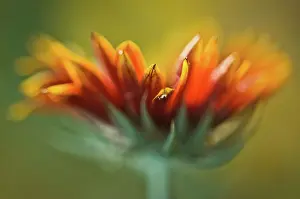 Gaillardia: Blanket flower