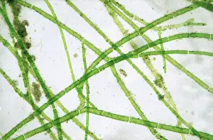 Cell: Blanket weed filaments