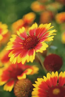 Blanketflower: Blanketflower