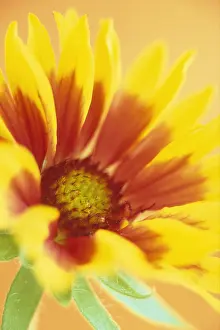 Blanketflower: Blanketflower