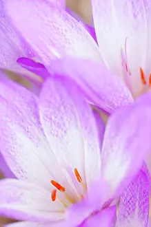 Blanketflower: Blanketflower