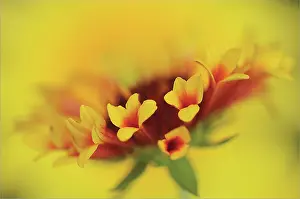 Blanketflower: Blanketflower