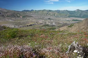 1980: Blast area of 1980 eruption and the regrowth of