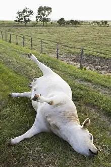 Strike: Blasted Charolais cows in a meadow
