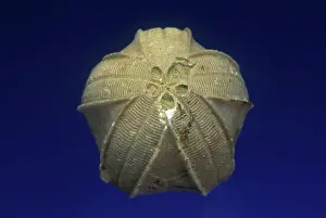Paleozoic: Blastoid Fossil