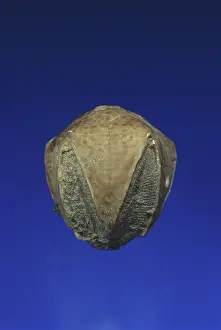 Paleozoic: Blastoid Fossil
