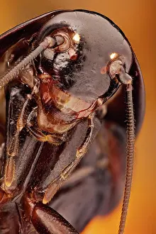 Woolly: Blatta (orientalis), also known as black beetle