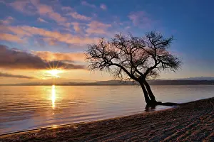 Bare: Blattloser Baum an einem Sandstrand am Murtensee