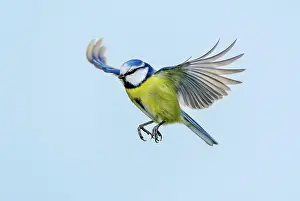 110522: Blaumeise (Parus caeruleus), Deutschland