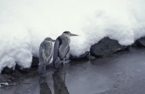 Cinerea: blauwe reiger