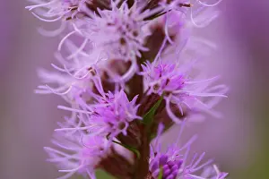 Clusters: Blazing star