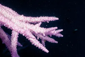 Stressed: Bleached branching coral, stressed by unusually
