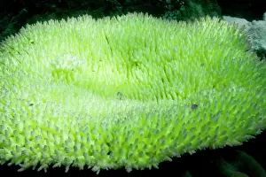 Stressed: Bleached branching coral, stressed by unusually