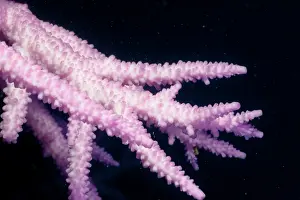 Stressed: Bleached branching coral, stressed by unusually