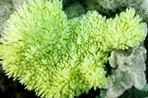 Stressed: Bleached branching coral, stressed by unusually