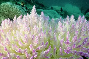 Stressed: Bleached branching coral, stressed by unusually
