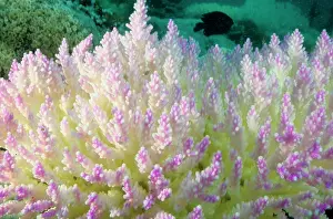 Stressed: Bleached branching coral, stressed by unusually