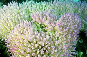 Stressed: Bleached branching coral, stressed by unusually