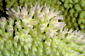 Stressed: Bleached branching coral, stressed by unusually
