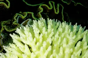 Stressed: Bleached branching coral, stressed by unusually