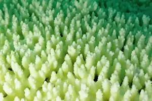 Stressed: Bleached branching coral, stressed by unusually