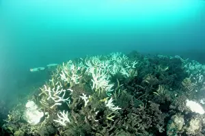 Stressed: Bleached branching coral, stressed by unusually