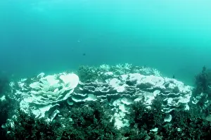 Stressed: Bleached community of hard corals, stressed by