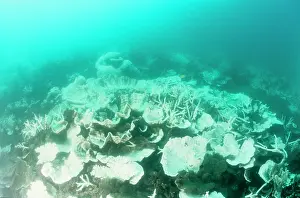 Stressed: Bleached community of hard corals, stressed by