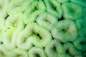 Stressed: Bleached coral, stressed by unusually hot water