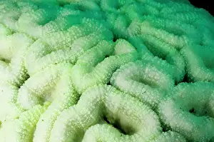 Stressed: Bleached coral, stressed by unusually hot water