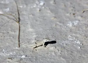 Maculata: A Bleached Earless Lizard