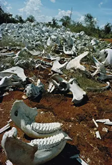 Remains: Bleached elephant bones