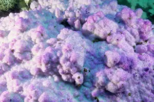 Stressed: Bleached encrusting coral, stressed by unusually