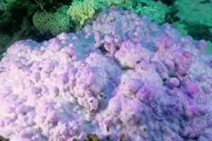 Stressed: Bleached encrusting coral, stressed by unusually