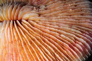 Stressed: Bleached Mushroom coral, stressed by unusually