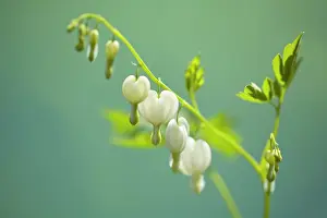 Spectabilis: Bleading heart