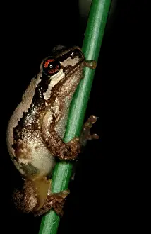 Bleating: Bleating tree frog